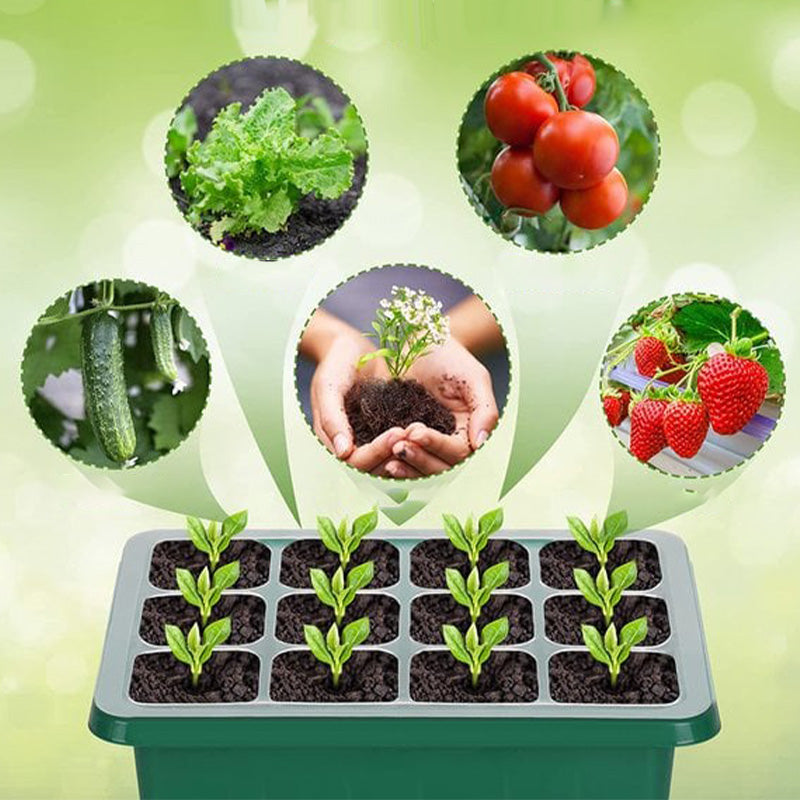 Saatlingsträger mit Wachstumslicht(6 Stück + Gratis Wachstumsflüssigkeit! 🎁)