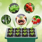 Saatlingsträger mit Wachstumslicht(6 Stück + Gratis Wachstumsflüssigkeit! 🎁)